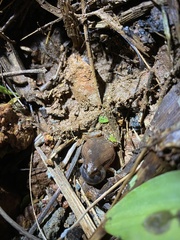 Microhyla ornata