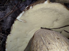 Boletus betulicola