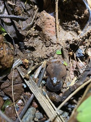 Microhyla ornata
