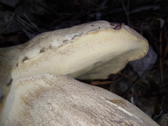 Boletus betulicola