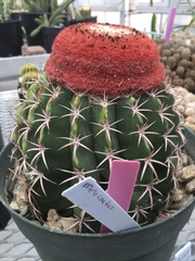 Melocactus