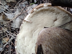 Boletus betulicola