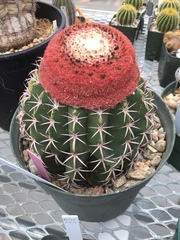 Melocactus