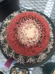 Melocactus