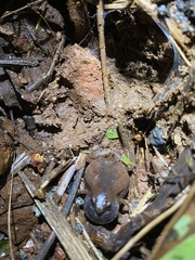 Microhyla ornata