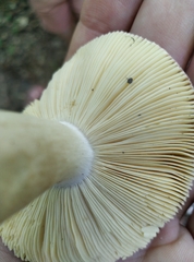 Russula alnetorum
