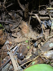 Microhyla ornata