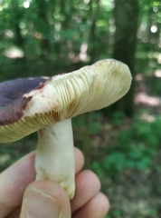 Russula alnetorum