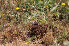Thomomys bulbivorus