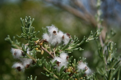 Eriocephalus racemosus racemosus