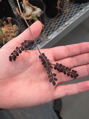 Operculicarya decaryi