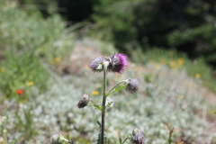 Cirsium edule