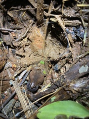 Microhyla ornata