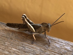 Abisares viridipennis