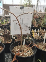 Operculicarya decaryi