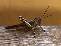 Abisares viridipennis