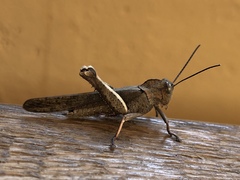 Abisares viridipennis
