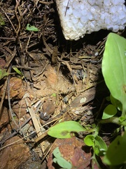 Microhyla ornata