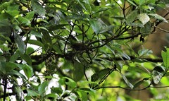 Pomatorhinus montanus ottolanderi