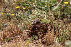 Thomomys bulbivorus