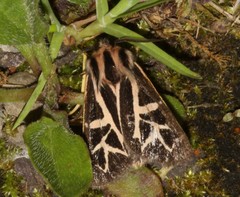 Apantesis williamsii