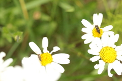Parascythris muelleri