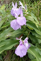 Roscoea purpurea