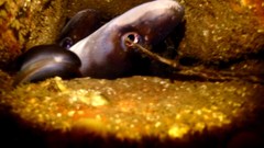 Conger wilsoni