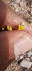 Eriogonum havardii
