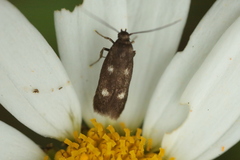 Parascythris muelleri