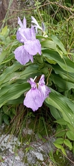 Roscoea purpurea