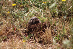 Thomomys bulbivorus