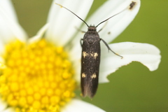 Parascythris muelleri