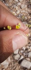 Eriogonum havardii