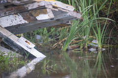 Pardirallus sanguinolentus