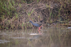 Pardirallus sanguinolentus