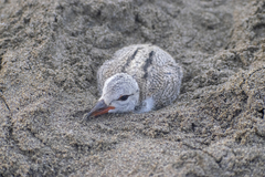 Haematopus palliatus