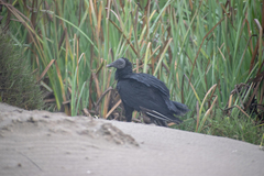 Coragyps atratus