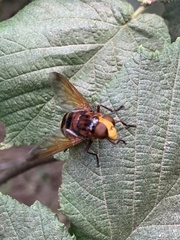 Volucella zonaria beckeri