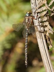 Austroaeschna atrata