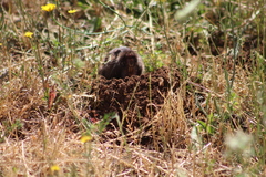 Thomomys bulbivorus