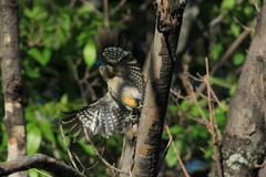 Melanerpes aurifrons