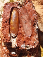 Lithophaga lithophaga