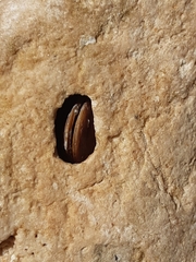 Lithophaga lithophaga