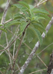 Tournefortia pubescens