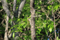 Melanerpes aurifrons