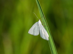 Lithostege farinata