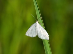 Lithostege farinata