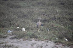 Burhinus superciliaris