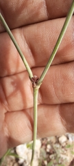 Eriogonum havardii